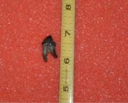 Squalodon yoke tooth